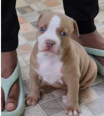 Buy Male Pitbull Puppy from Jaipur